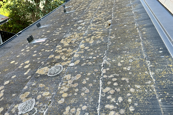 屋根にカビ・コケが出ている